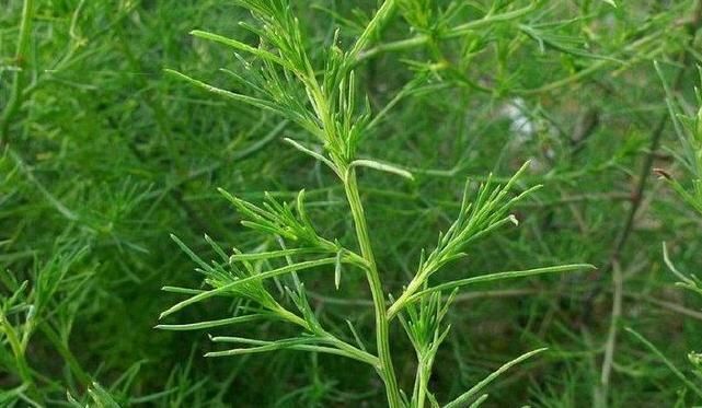 農(nóng)村野草全身是“毛”，假如你見到，可別輕視或除掉，價(jià)值很高