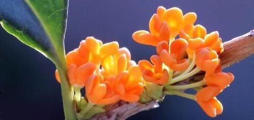  植物不可以淋雨|几种花最怕下雨天，一下雨就要搬回家，不然很容易黑腐烂根