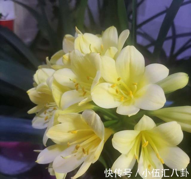 夏季|夏季养君子兰，记住一个少字，不烂根不黄叶，长的就是旺