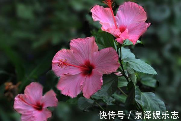 此花所代表的是清新的美,也是微妙的美,是热情和开朗的象征