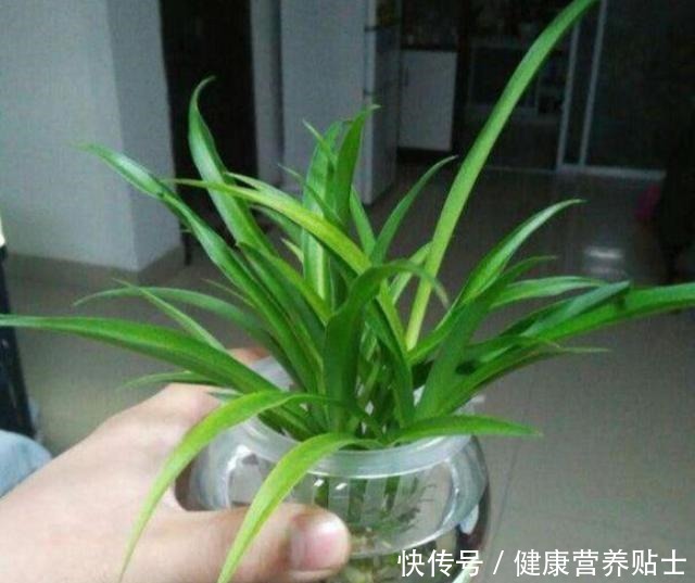 不要再用土养吊兰了,换成水既干净又省心,白根狂长爆满瓶!