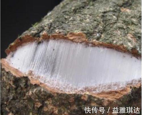 心脑血管|高血脂只能靠吃药 常吃这几种天然食物, 血脂或许悄悄降下来