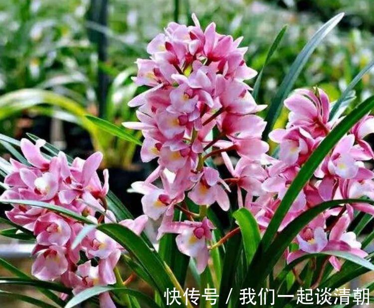 4种花是爆盆能手,开起花来拦不住,不用管也能长得旺,开花不断