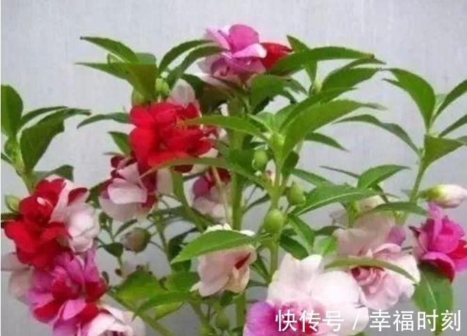 凤仙花|养花就养这几款,花朵小巧玲珑,层层交叠,烂漫迷人眼
