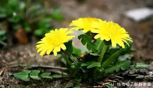 湿气|湿气重的人,5种食物平时可劲吃,轻松“赶走”体内湿气一身轻