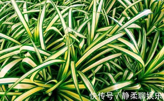 吊兰“干尖黄叶”,注意3个方面“不达标”,别忽视!