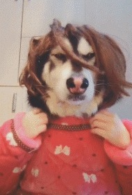 |搞笑GIF:美女有你这样吃饺子的吗,你家醋难道不要钱吗