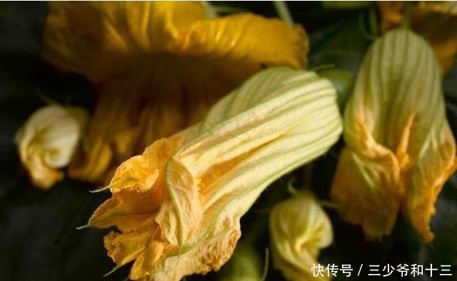 南瓜花作為蔬菜的花 還有這3種功效呢 中國熱點