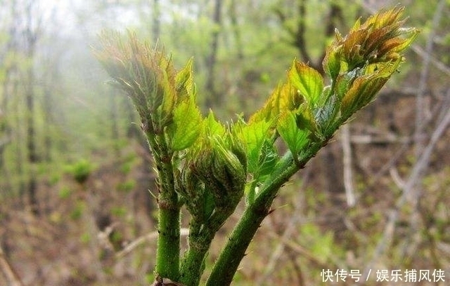 山野菜|这几种野菜,补肾防癌样样精通医生都抢着吃