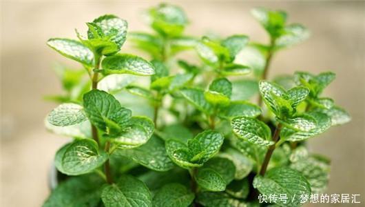 叮咬|可别小看香草薄荷的功效作用,一片叶子就能解决蚊虫叮咬的问题