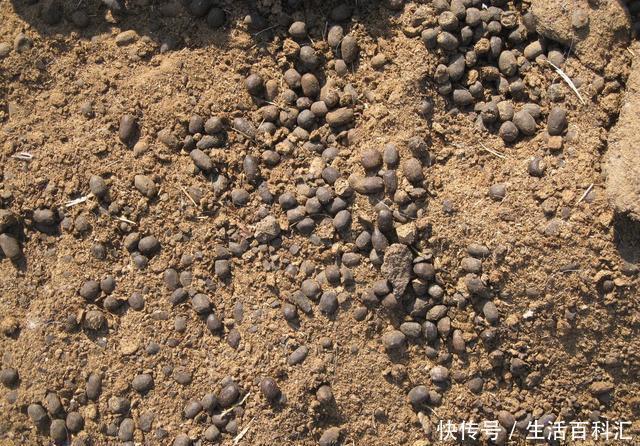 养分|羊粪养花好?3个害处不知道,越养越心烦,还很容易养死