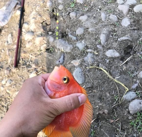 这鱼在漠阳江快泛滥了,钓鱼人:到处都是,所幸还好吃