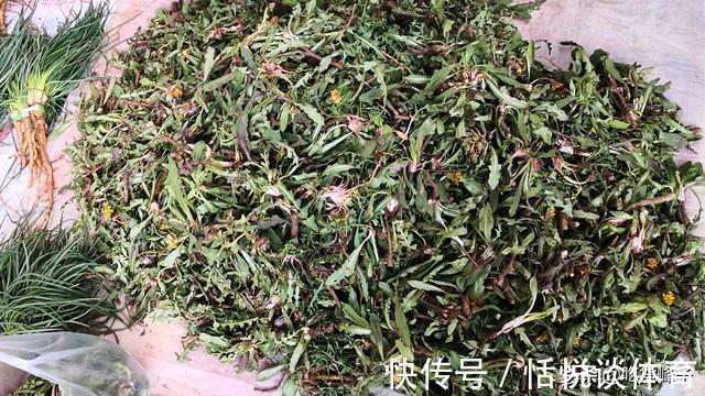 泡水|这菜浑身都是宝,可惜很多人当草,经常上火多吃点,泡水喝也特香