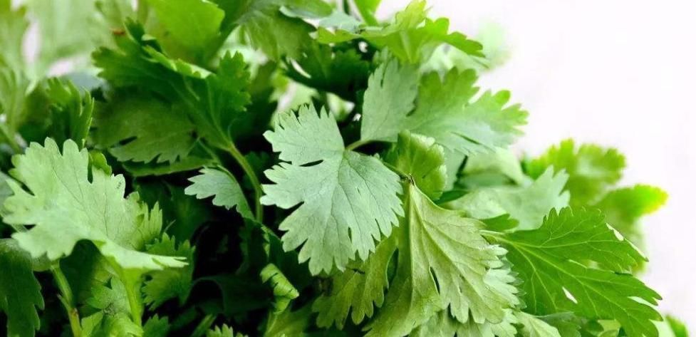 烦恼|香菜竟有这种大用处,解决了很多人的烦恼,只需在水里煮一煮即可
