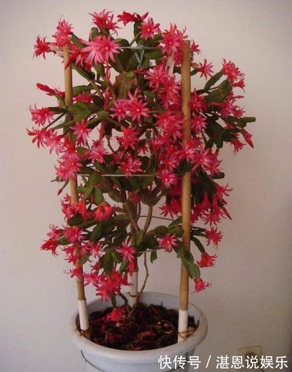 养花|养花就用“它”土里埋1勺，能管3个月，简单方便，效果好无异味