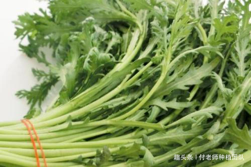 火锅店常客，大家都爱吃，家有空地种上一小片，随吃随摘