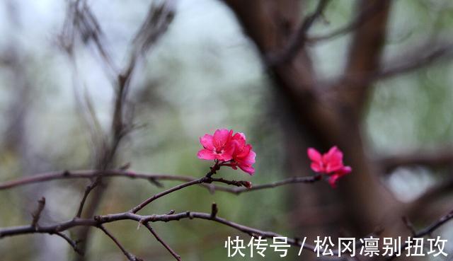 果实#聊斋故事:神仙树