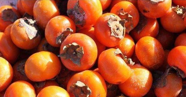 讲解|农村俗话说一个柿子十副药是什么意思听听医生怎么讲解