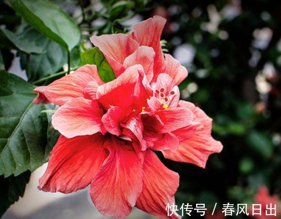 香气|农历7月14日开始,养花养个耐看的,香气四溢,越晒越爆盆