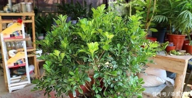 土壤|冬天家里气味难闻,养这4种花吧,仿佛生活在花园里,香气四溢