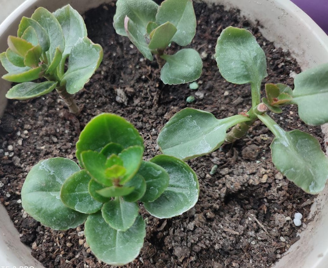 剪片叶子,放土里就能长出一盆,这4种花养到就是赚到!