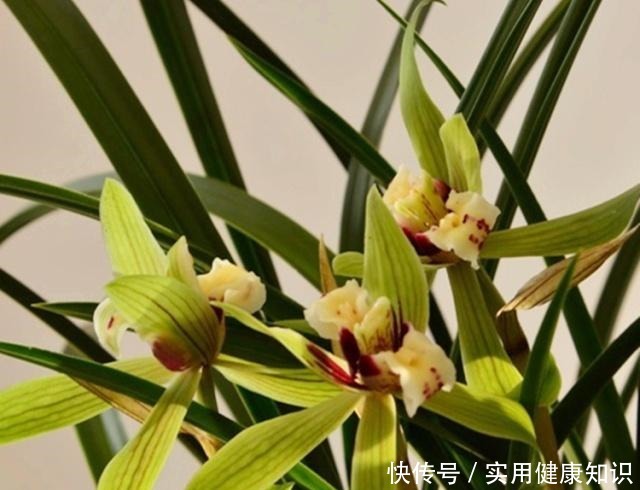 养兰花用什么肥我推荐这3种“肥水”,浇一浇,长得旺,花苞多!