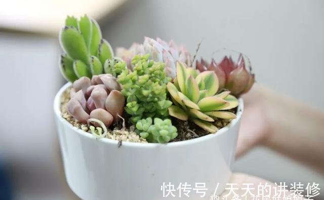 阳台再小，只要把它们养好，晒晒就能开花，打造成漂亮的小花园