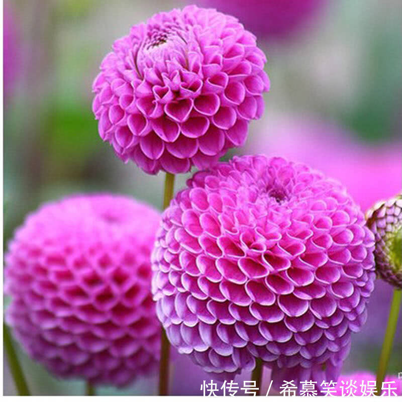 养护|大丽花一开,世间少有的美,这样来养护,年年开爆阳台