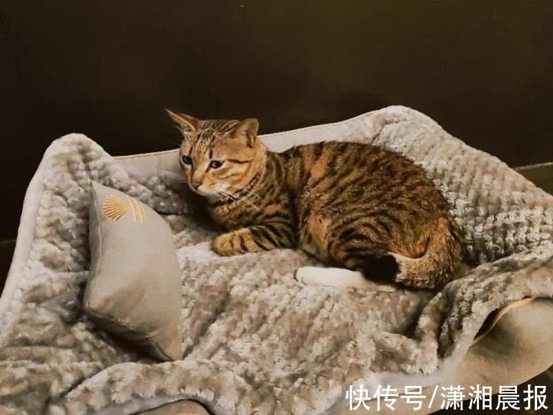 狂犬疫苗|广州一流浪猫被五星级酒店收留，网友：凭实力找到长期饭票