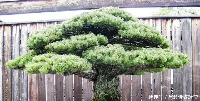传家宝|这3种盆景可以养成传家宝,再穷也要养,越老越值钱!