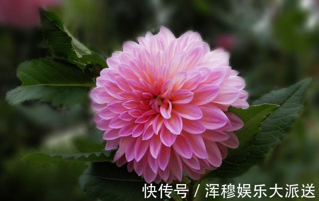 花色|教你大丽花孕蕾期怎么养护，养好了，花朵开的又大又多，花色还好