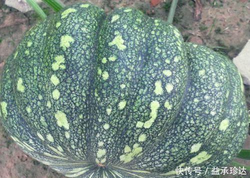 美国国家癌症研究所|医生提醒吃南瓜后一小时内，不能碰此物，吃了就是没病找病