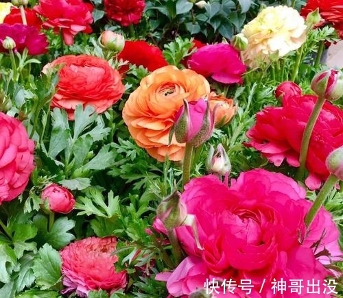 公认难养的花，改变养护方法，一样长新芽，开出层叠群花