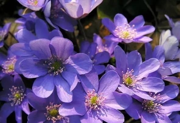 新手养花，不如养一盆花中精品“永恒的爱”，穿越千年的美