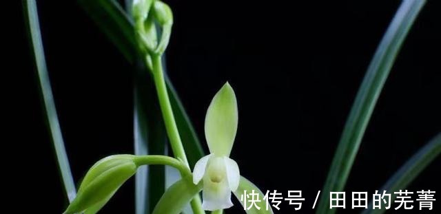 新人“入门级”浓香型,建兰大凤素,新手必备!