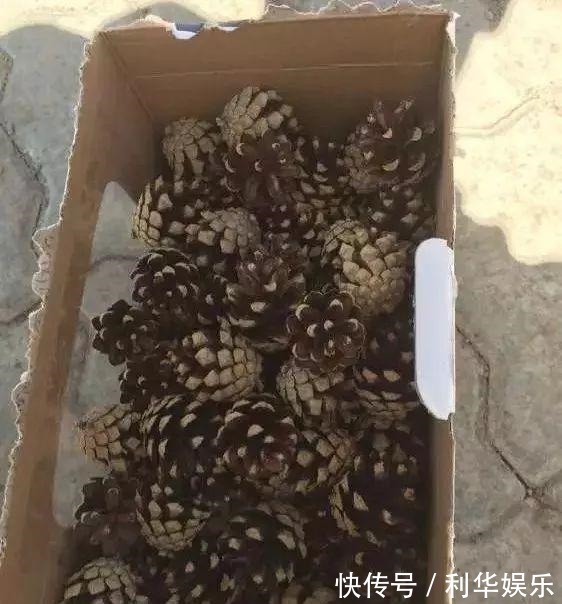 排水性|君子兰的土里掺点“它”,10年不烂根,越长越壮实