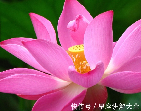 金生水之局|进入7月中旬，4属相桃花朵朵开，喜事自然来，未来充满了希望