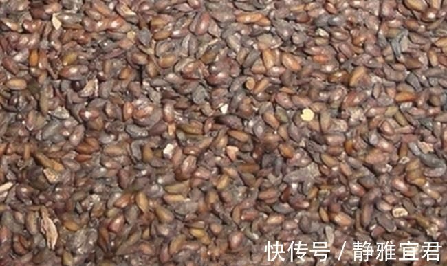 玉米粒|喉咙有痰,一直咳一直有?3种车前子止咳祛痰中医药膳,值得一试