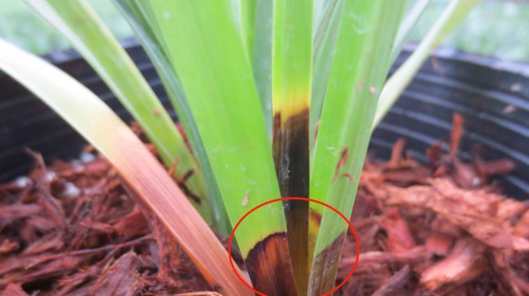 兰花|天热兰花常生茎腐病?预防、治疗两手抓,平安度夏没问题