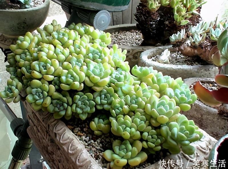 达摩福娘|这“三多肉”入冬就开挂,叶片自带“香气”,遇水疯长憋成小老桩