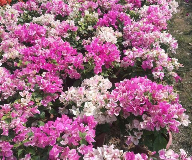 三角梅为什么只长叶不开花,三角梅控水时间,三角梅施肥策略