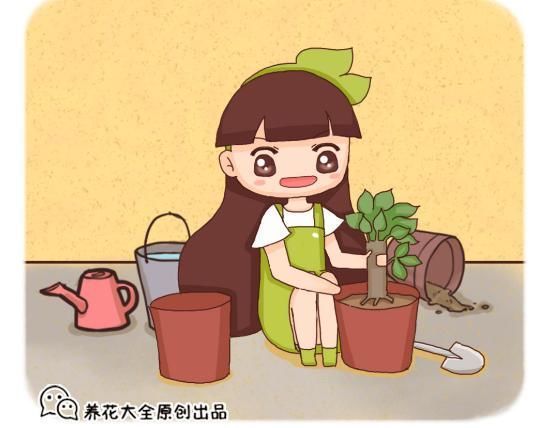 换盆不做这件事,就等于白换了,一年也不长个