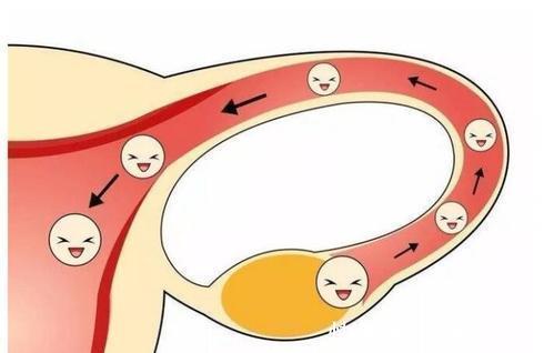 维生素e|如何把卵泡养得又大又圆,这几点特别重要!