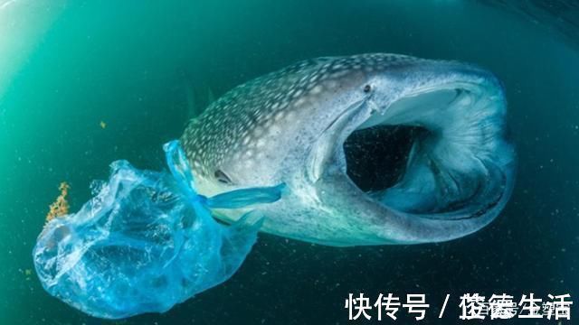 肯尼亚|塑料袋禁令正在蔓延，但不用塑料袋就真的有效吗？