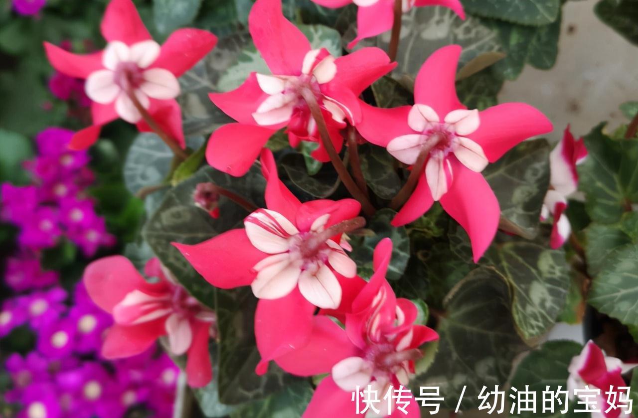 这“三种花”需要旱养,不能被雨淋,叶子也不能沾水,可别大意了