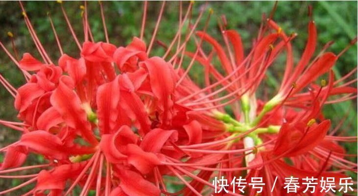 栽种|世上公认最美的4种花,开起花来“拦”不住,美不胜收,你养了吗