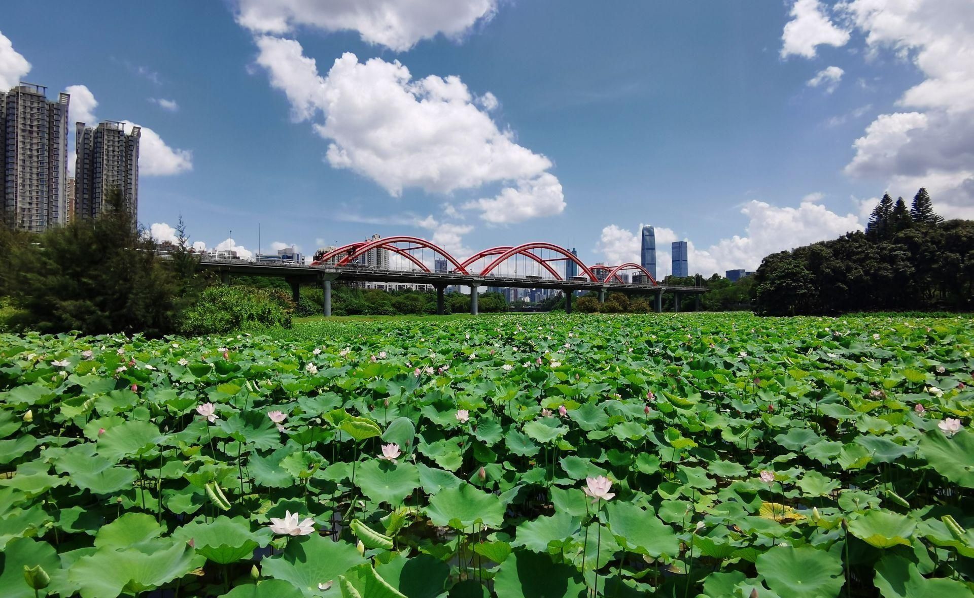 邱海彬|又逢洪湖公园荷花飘香时