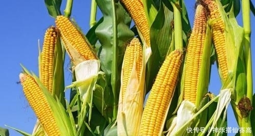 种植|从3%到1/6，赫鲁晓夫疯狂推广玉米种植，却加重了苏联的饥荒