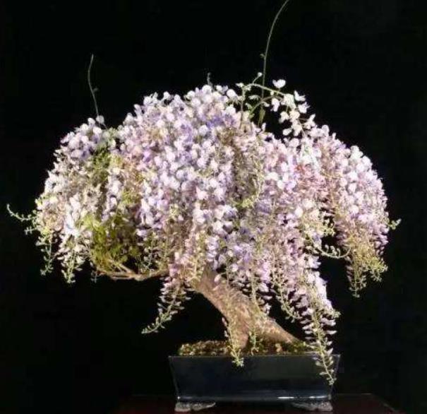 5种花冬天再冷也不怕，年前搬进室内，过年就开花，喜庆又漂亮！