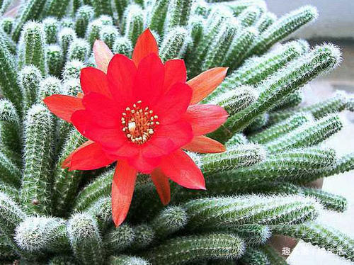 新手养花，不如养盆“阳台精品”仙人掌，温文尔雅，古典美丽